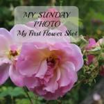 My Sunday Photo – My First Flower Shot