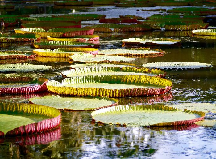 Mauritius Pamplemousses Gardens Giant Water Lilys