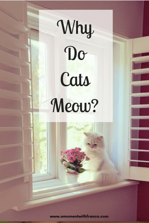 Why Do Cats Meow? • A Moment With Franca