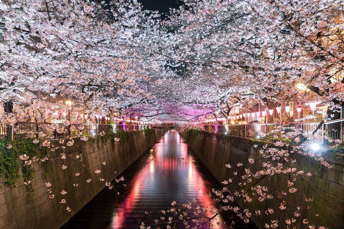 Cherry blossom lined Meguro Canal at night in Tokyo, Japan. Springtime in April in Tokyo, Japan.