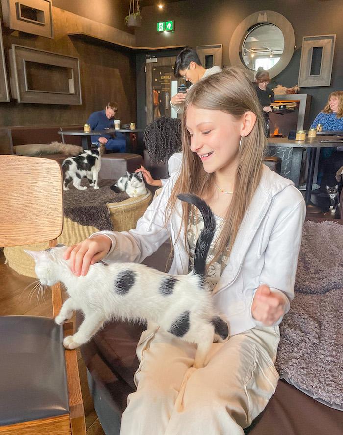 Java Whiskers Cafe - Bella petting a kitten