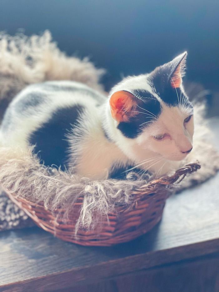 Java Whiskers Cat Cafe - Kitten on basket
