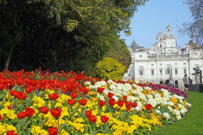 Garden with colorful tulip flowers, spring, and nature in St James Park London