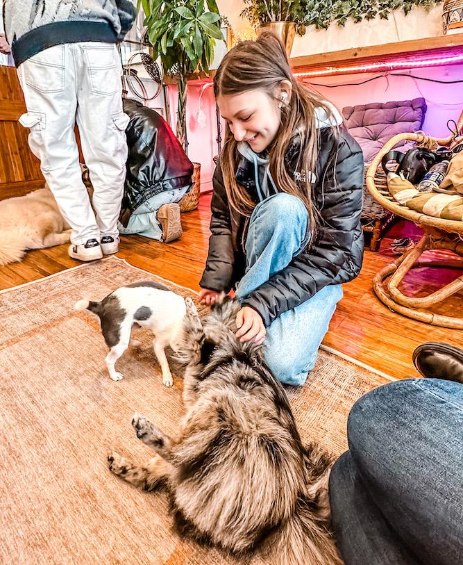 Bella petting 2 dogs at King's Dog Daycare & Cafe