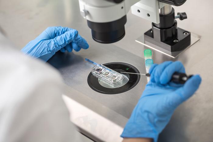 Technician in blue gloves does control check of the in vitro fertilization process using a microscope. 