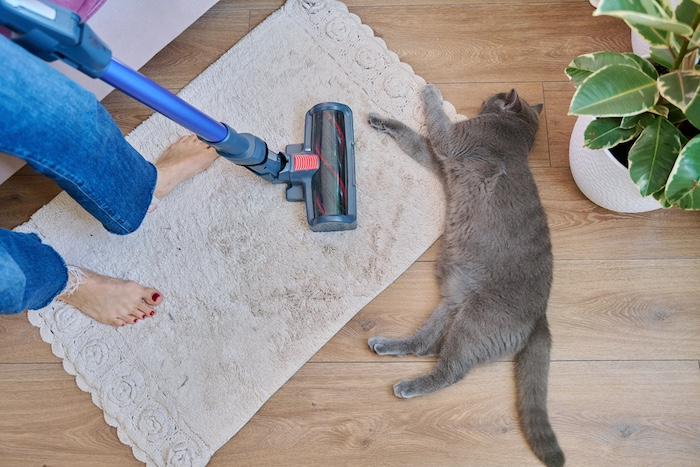 Cleaning house with vacuum cleaner, female with pet cat. Close-up woman legs, vacuum cleaner brush, carpet in room. Cleaning, purity, housework, dust, animal, fluff allergy concept