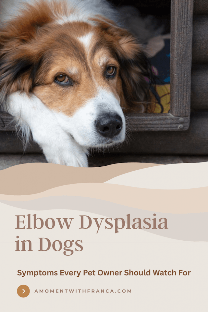 Elbow Dysplasia in Dogs: Symptoms Every Pet Owner Should Watch For Pinterest Pin