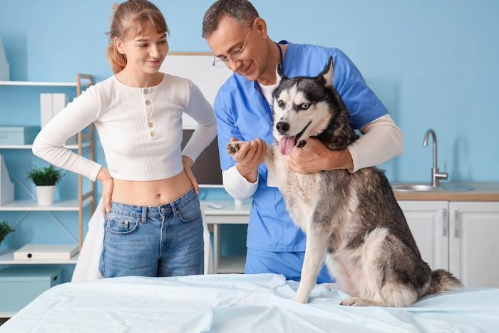 Husky dog vet appointment
