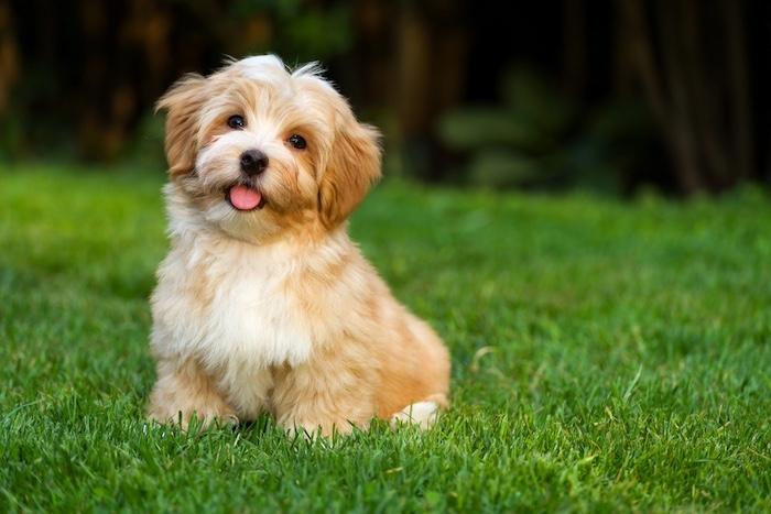 puppy sitting in the grass
