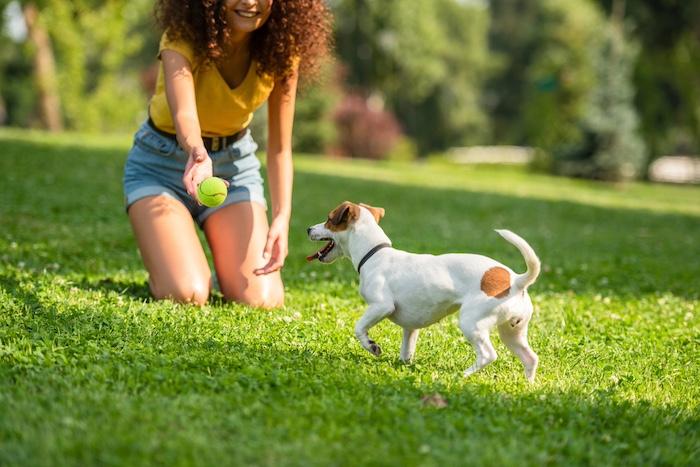 young woman throwing ball to jack russell terrier dog