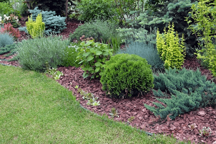 Garden plannts