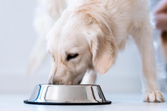 How Fresh Meals Help Support Healthy Joints in Large Dogs. Portrait of beautiful lovely white dog licking water from a bowl placed on the living room floor at home.