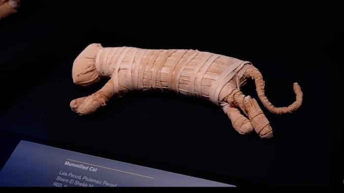 Ramses Exhibition London Mummified cat